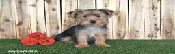 Yorkshire Terrier dogs for sale: Denny - Ad 4