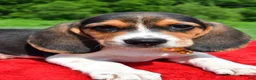 Beagle dogs for sale: Hector - Ad 3