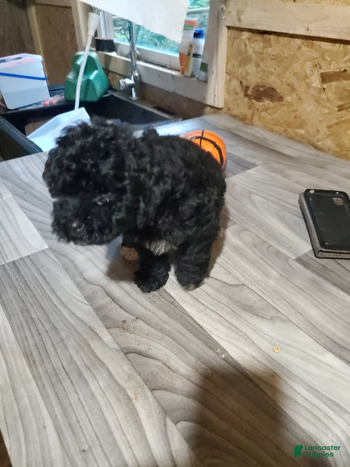 Toy Poodle dogs Girl 2 - Ad 2