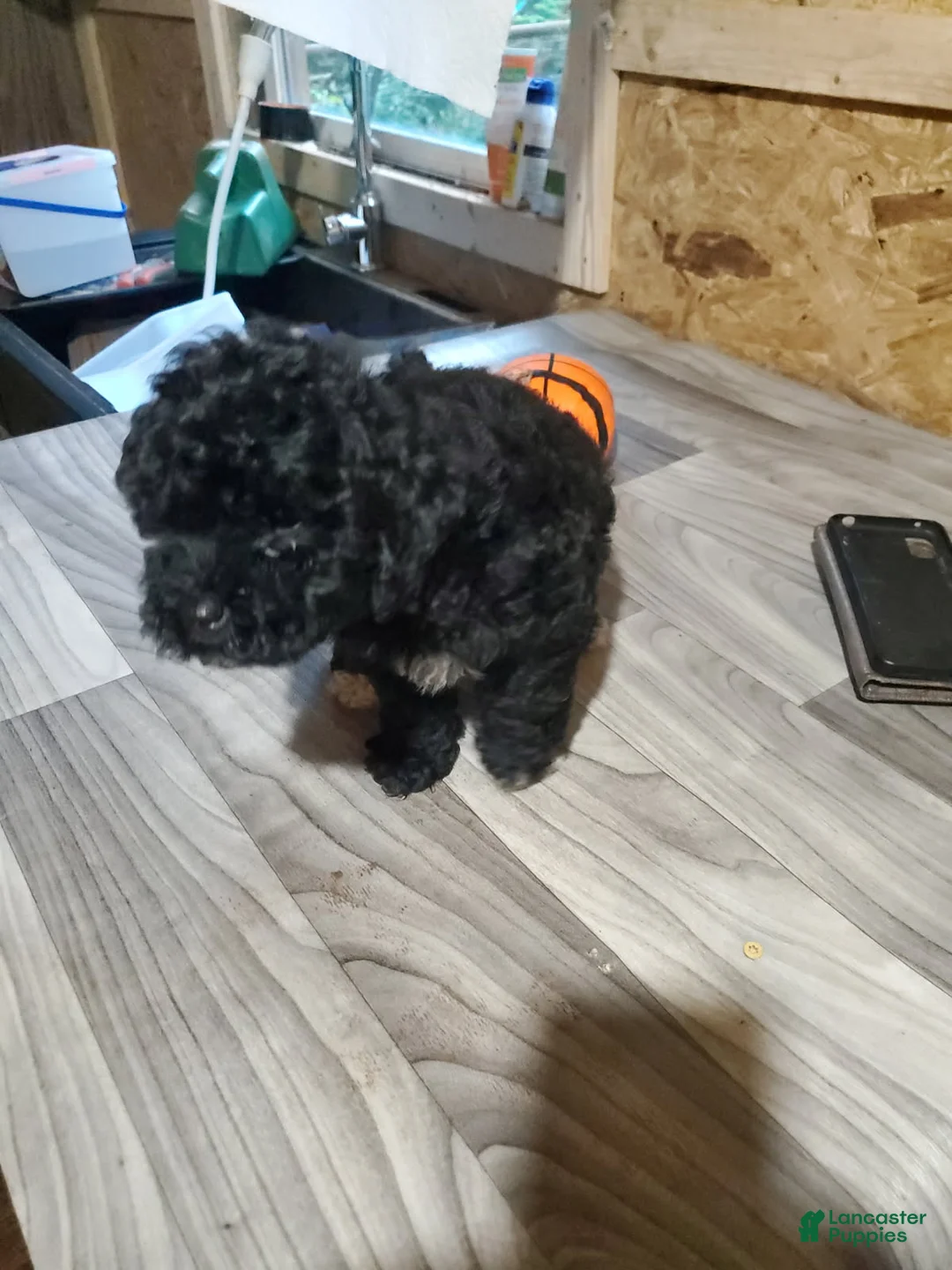 Toy Poodle dogs for sale: Girl 2 - Ad 2