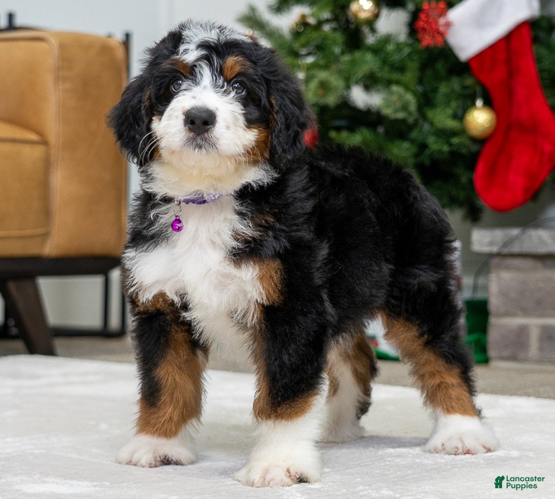 Mini Bernedoodle dogs for sale: Mable - Ad 2