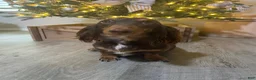 Miniature Dachshund dogs for sale: Miniature Dachshund Black - Ad 3