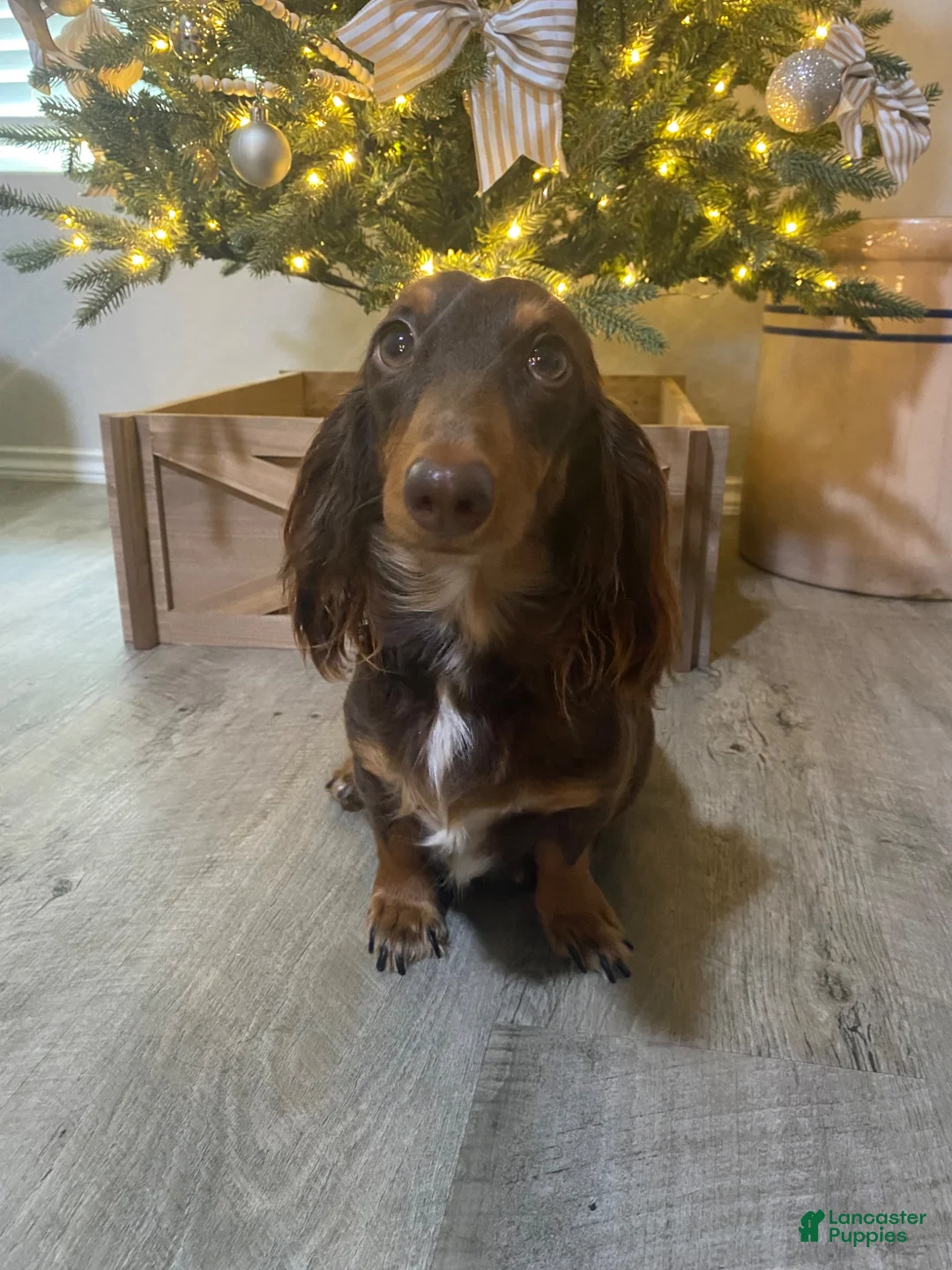 Miniature Dachshund dogs for sale: Miniature Dachshund Black - Ad 3