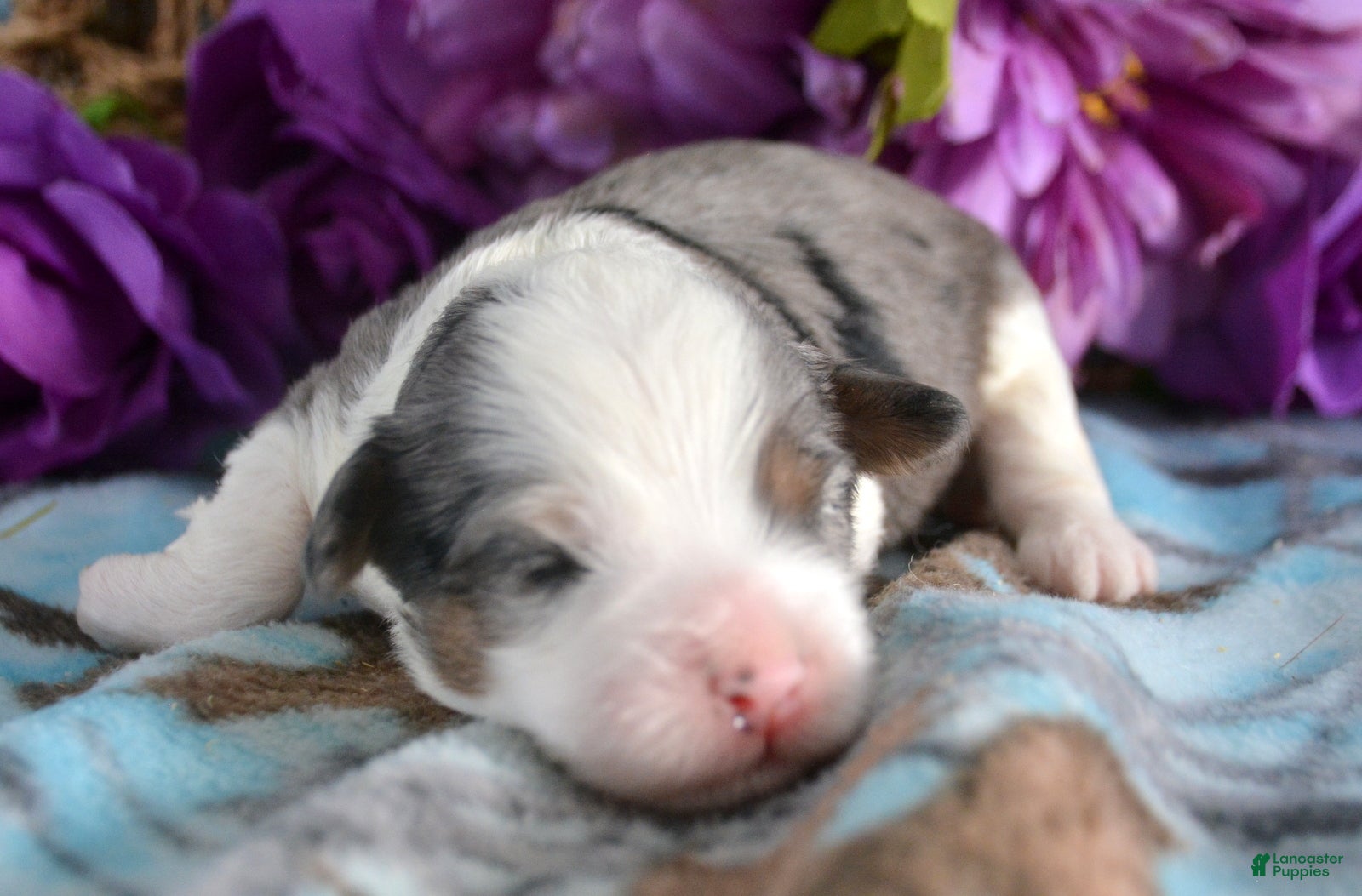 Mini Bernedoodle dogs Micro Bernedoodle Puppy 5 Bailey - Ad 26