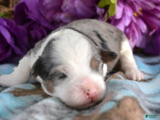 Mini Bernedoodle dogs Micro Bernedoodle Puppy 5 Bailey - Ad 30