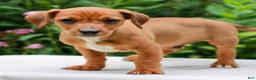 Mixed Breed dogs for sale: Owen  - Ad 2
