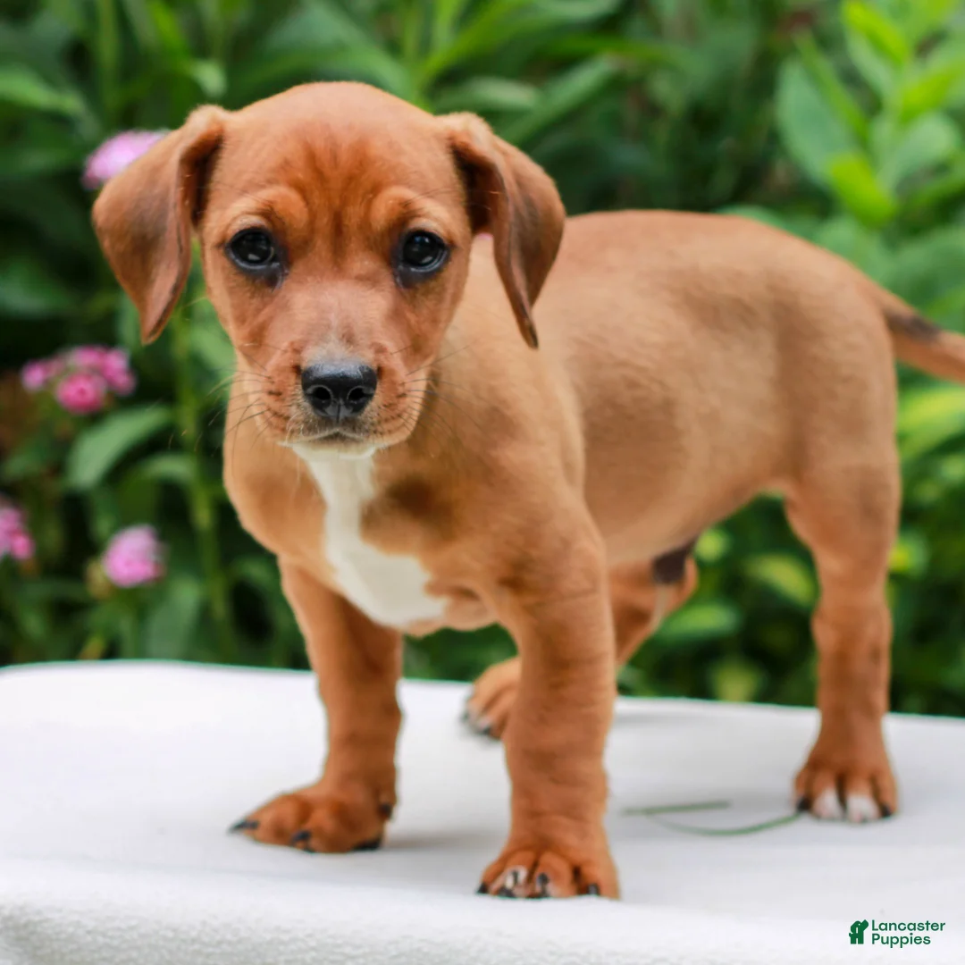 Mixed Breed dogs for sale: Owen  - Ad 2