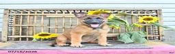 Mixed Breed dogs for sale: Autumn - Ad 2