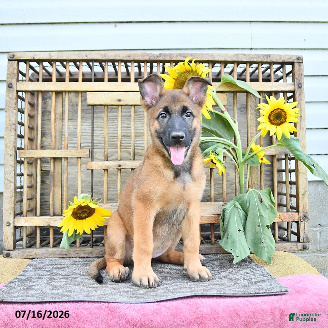 Mixed Breed dogs for sale: Autumn - Ad 2