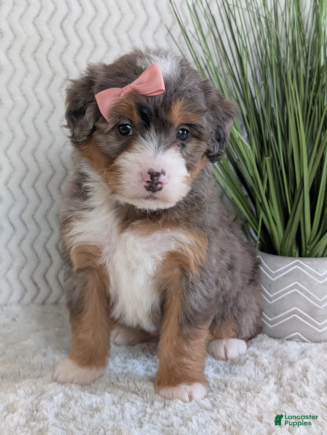 Mini Bernedoodle dogs for sale: Mini Poppy  - Ad 10