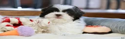 Shihpoo dogs for sale: Everlee - Ad 10
