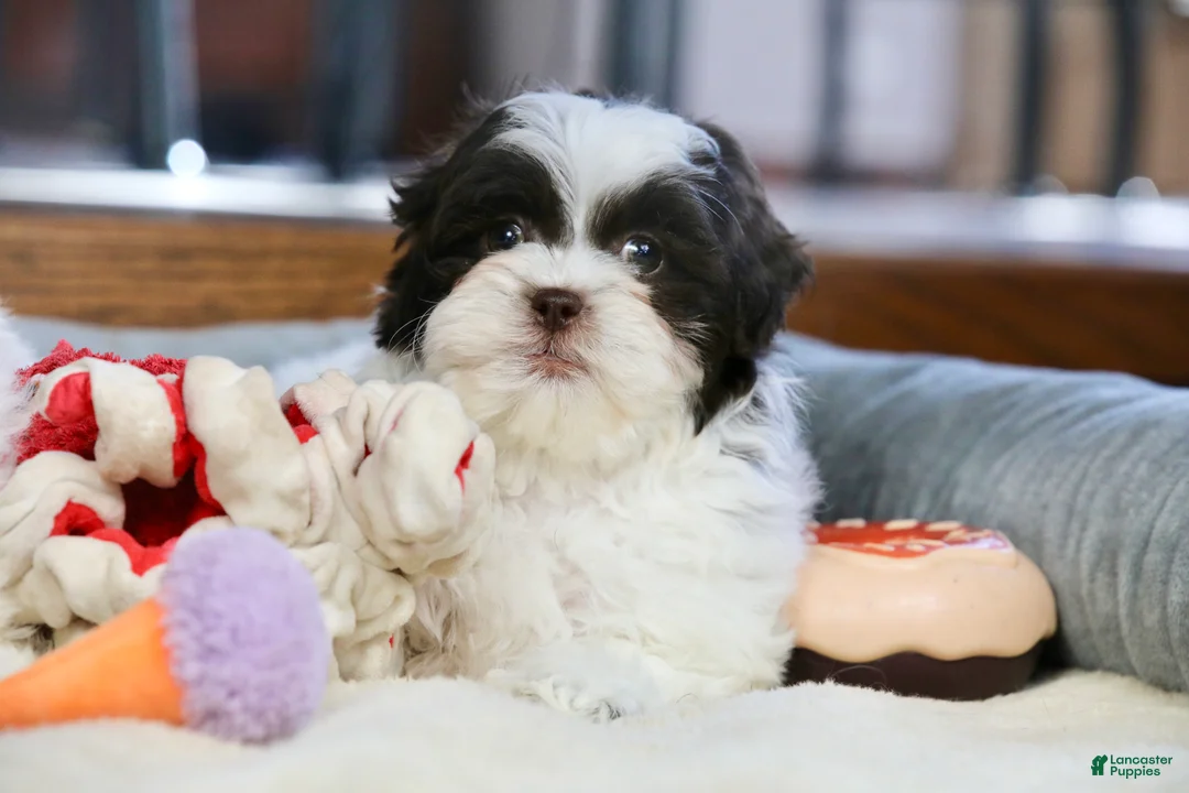 Shihpoo dogs for sale: Everlee - Ad 10