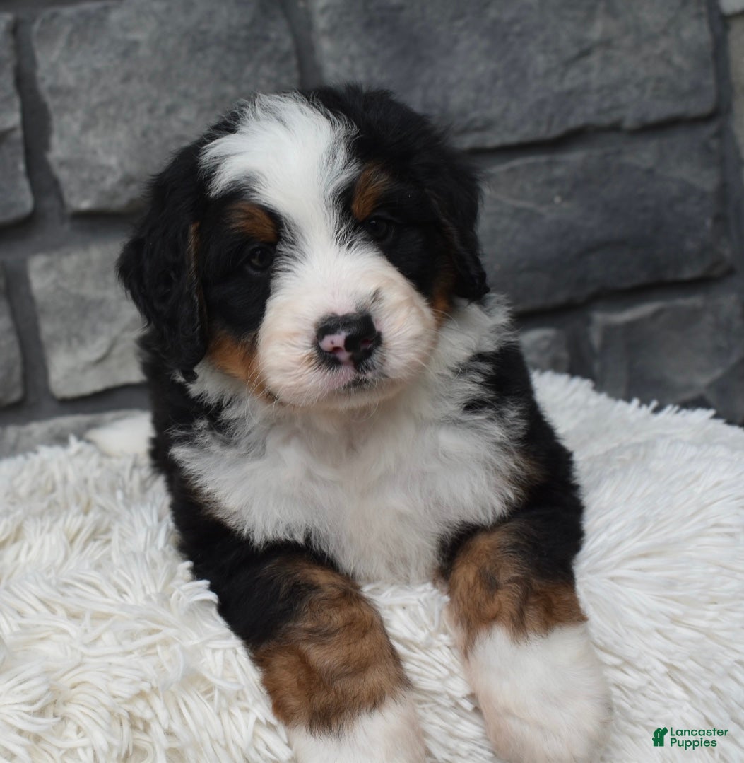Mini Bernedoodle dogs Cash  - Ad 2