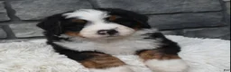 Mini Bernedoodle dogs for sale: Cash  - Ad 2