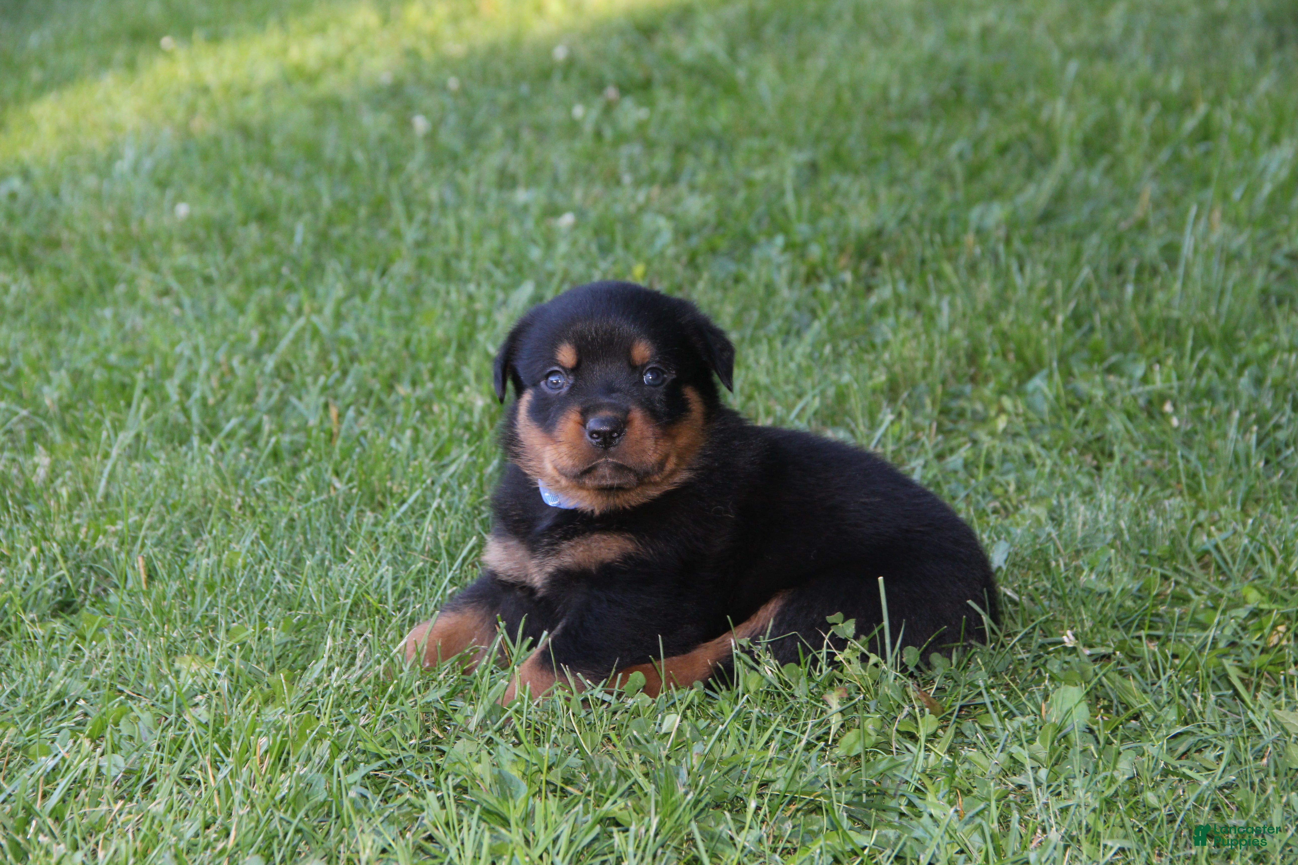 Rottweiler dogs Mike - Ad 1