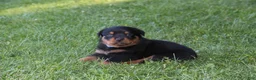 Rottweiler dogs for sale: Mike - Ad 1