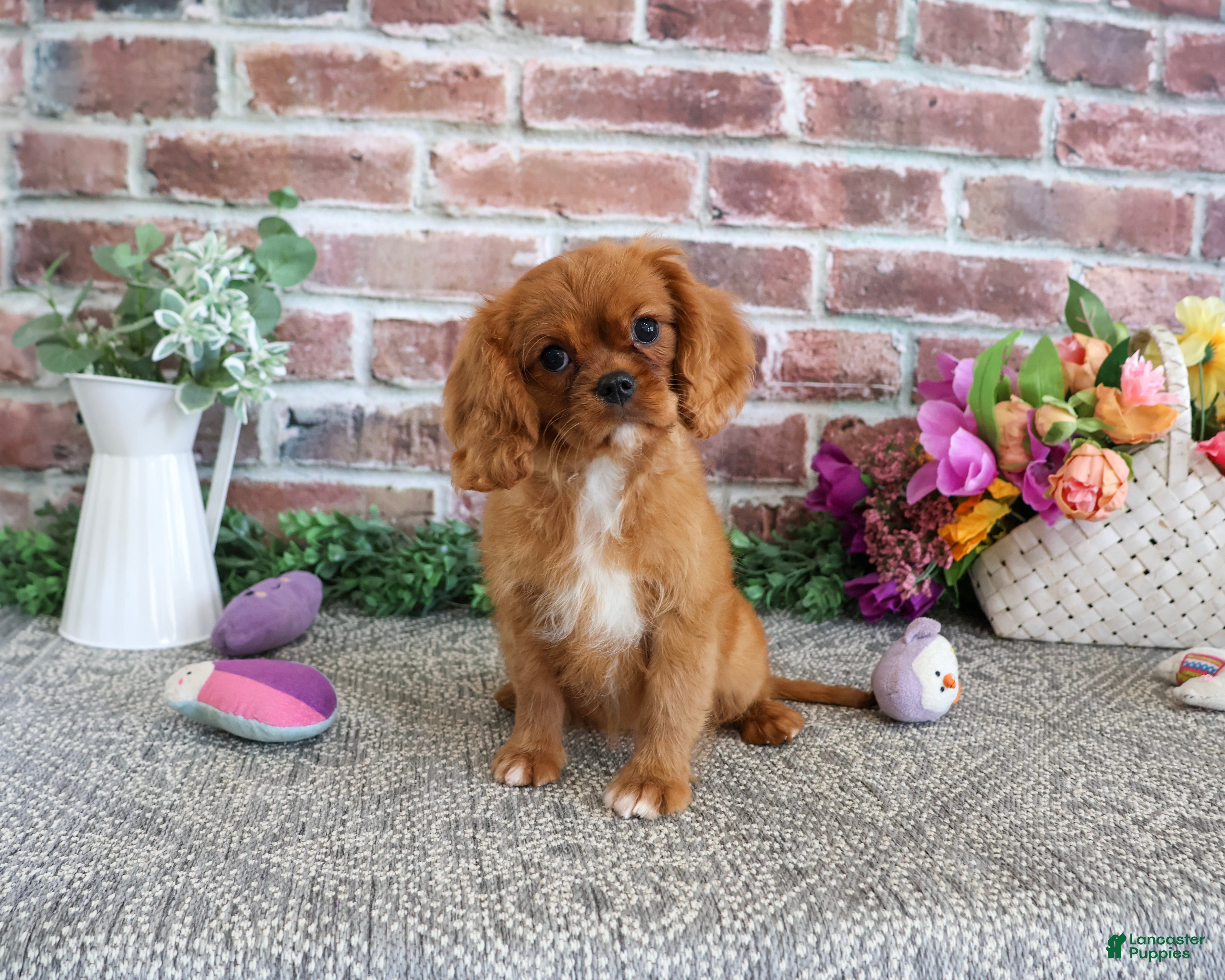 Cavalier King Charles Spaniel dogs Dreamer - Ad 36