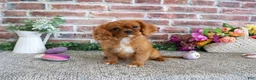 Cavalier King Charles Spaniel dogs for sale: Dreamer - Ad 1
