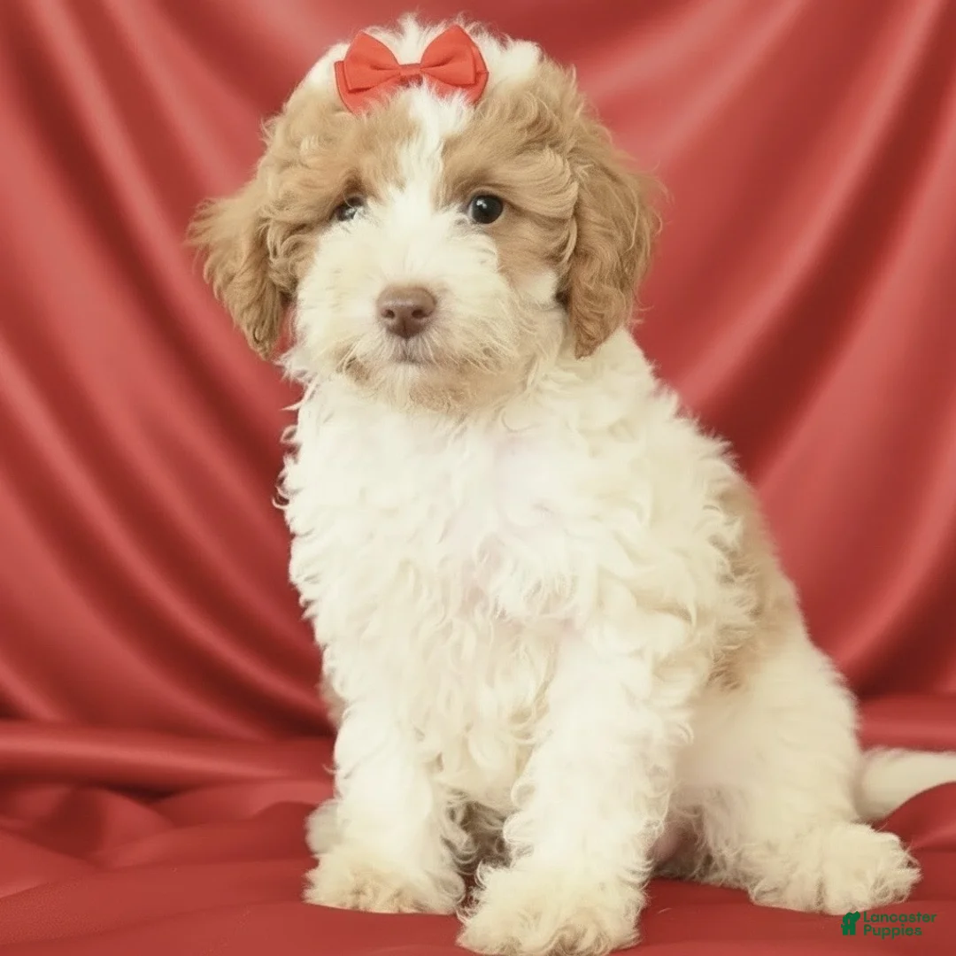 Miniature Poodle dogs for sale: Poppy-Potty and Crate Training/Parents Health Tested  - Ad 1