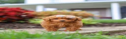 Miniature Poodle dogs for sale: Pippa - Ad 6