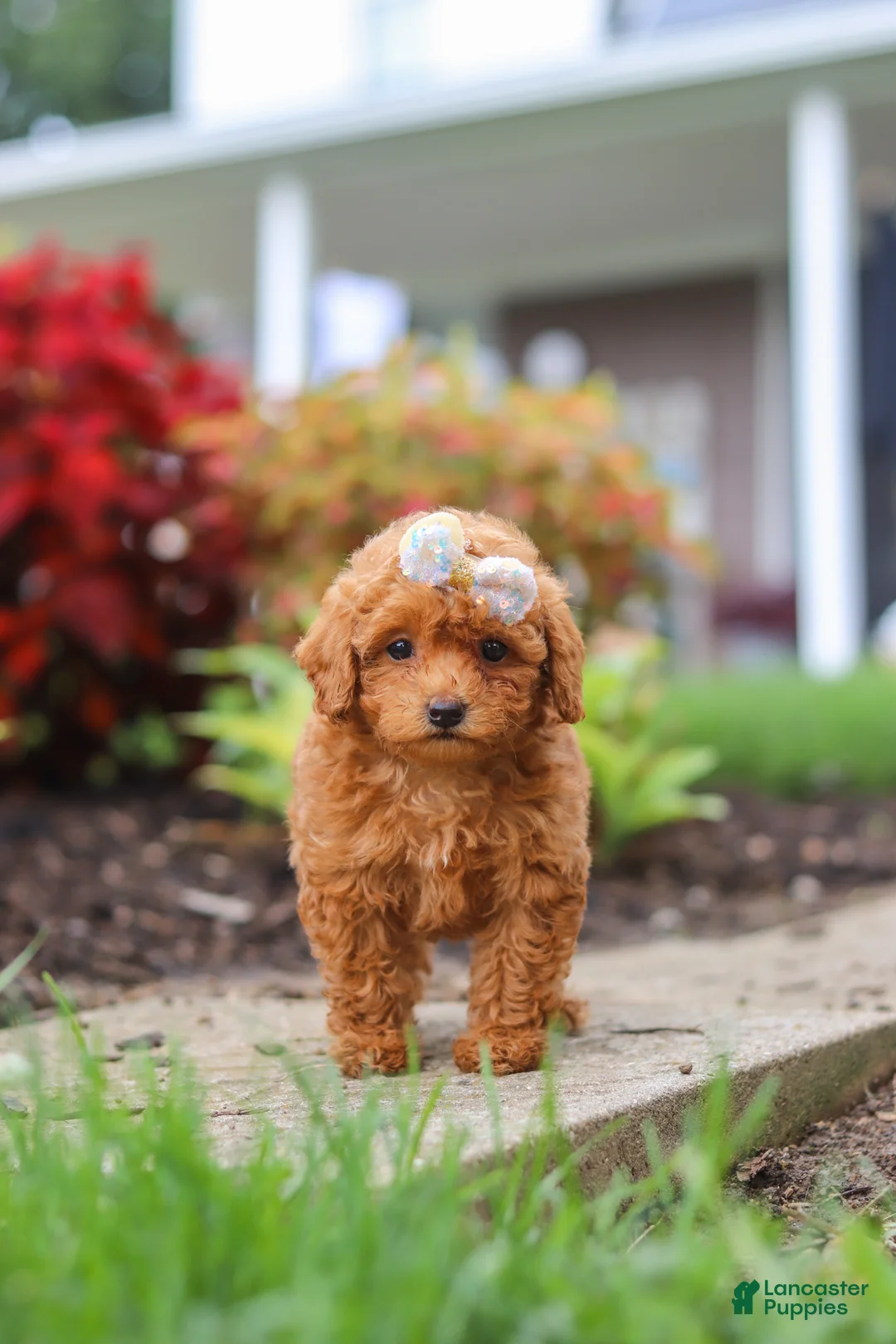 Miniature Poodle dogs for sale: Pippa - Ad 6
