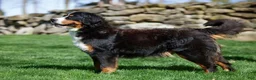 Mini Bernedoodle dogs for sale: Ozzy - Ad 5