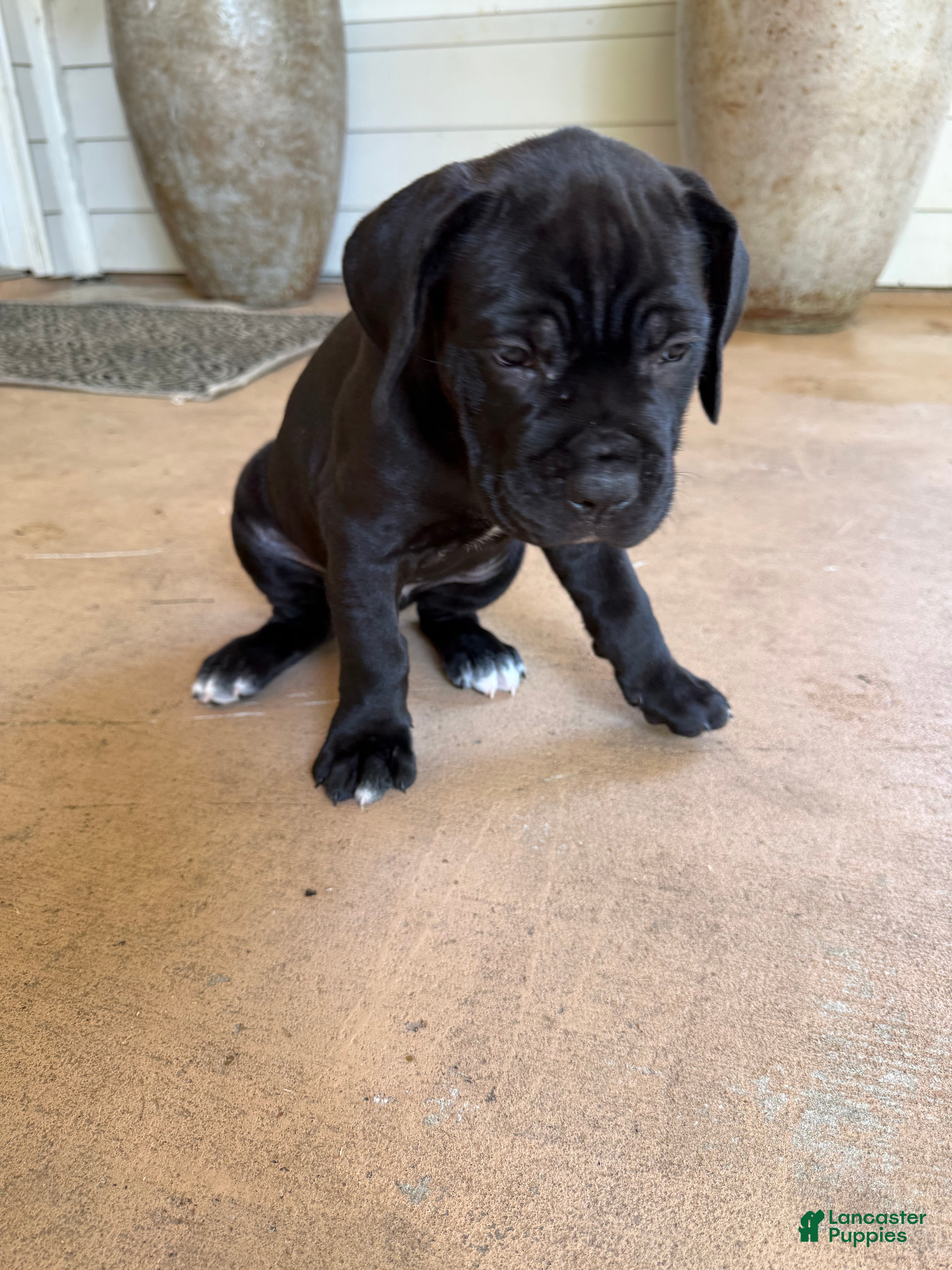 Cane Corso dogs Cane Corso Puppy 2 - Ad 7