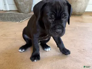 Cane Corso dogs Cane Corso Puppy 2 - Ad 7