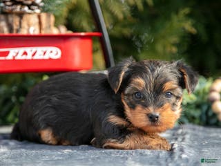 Yorkshire Terrier dogs Axel - Ad 23
