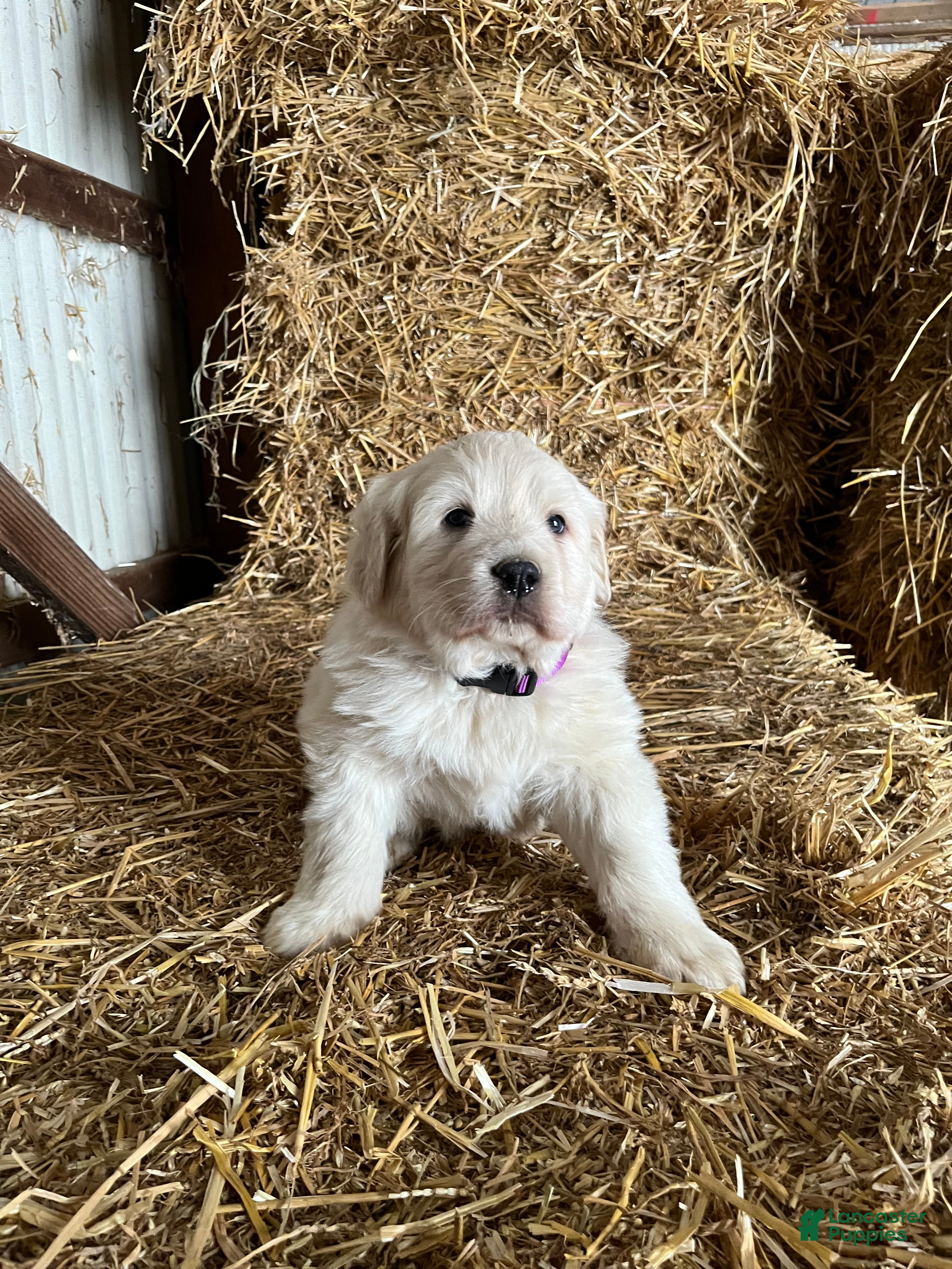 Great Pyrenees dogs Azalea  - Ad 2