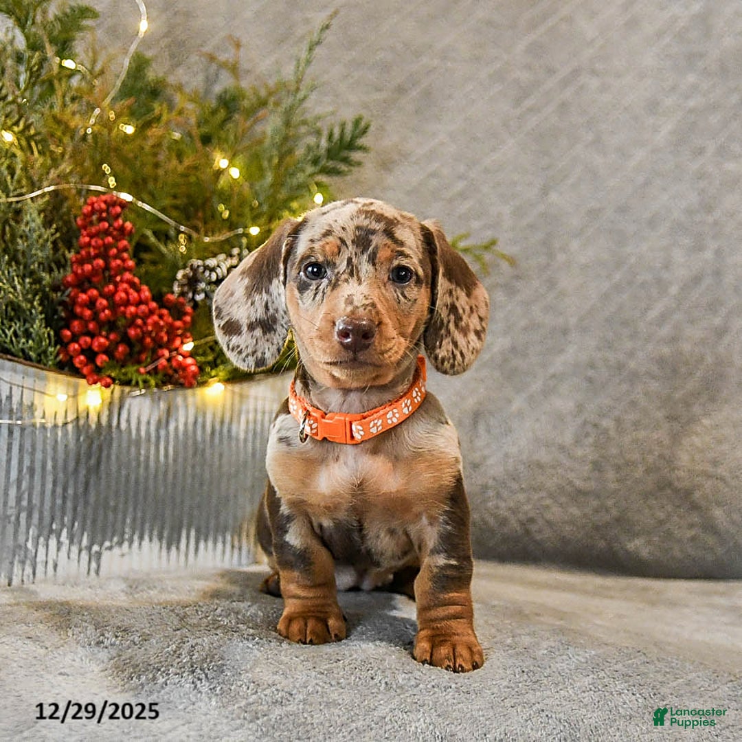 Dachshund dogs for sale: Trouble - Ad 2