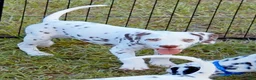 Dalmatian dogs for sale: Green Shamrock (Liver color)  - Ad 1