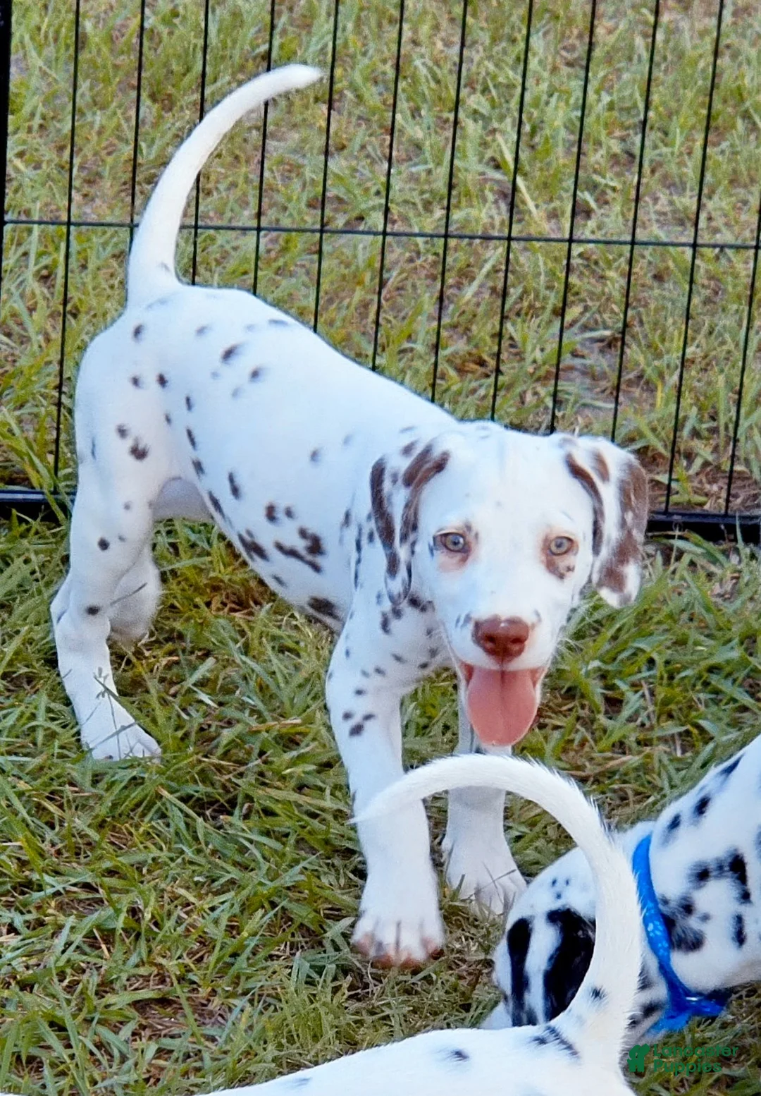 Dalmatian dogs for sale: Green Shamrock (Liver color)  - Ad 1