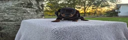 Miniature Dachshund dogs for sale: Remy  - Ad 17
