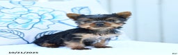 Yorkshire Terrier dogs for sale: Jeana - Ad 3