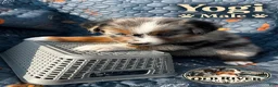 Australian Shepherd dogs for sale: Yogi - Ad 3