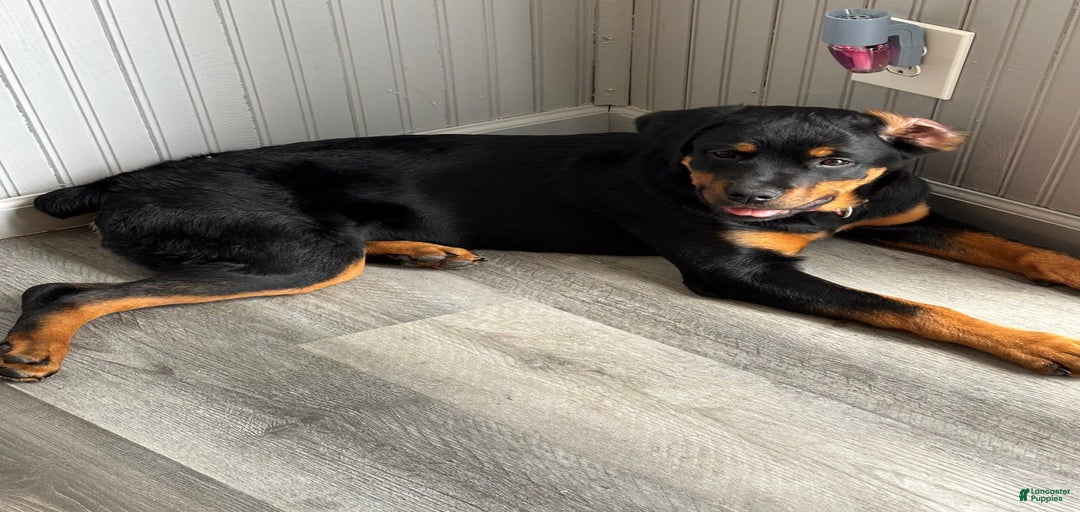 Gallery Image {{count}}