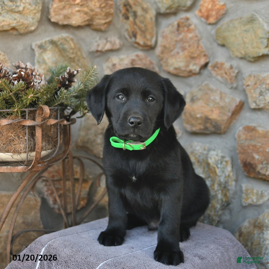 Labrador Retriever dogs for sale: Jay  - Ad 5