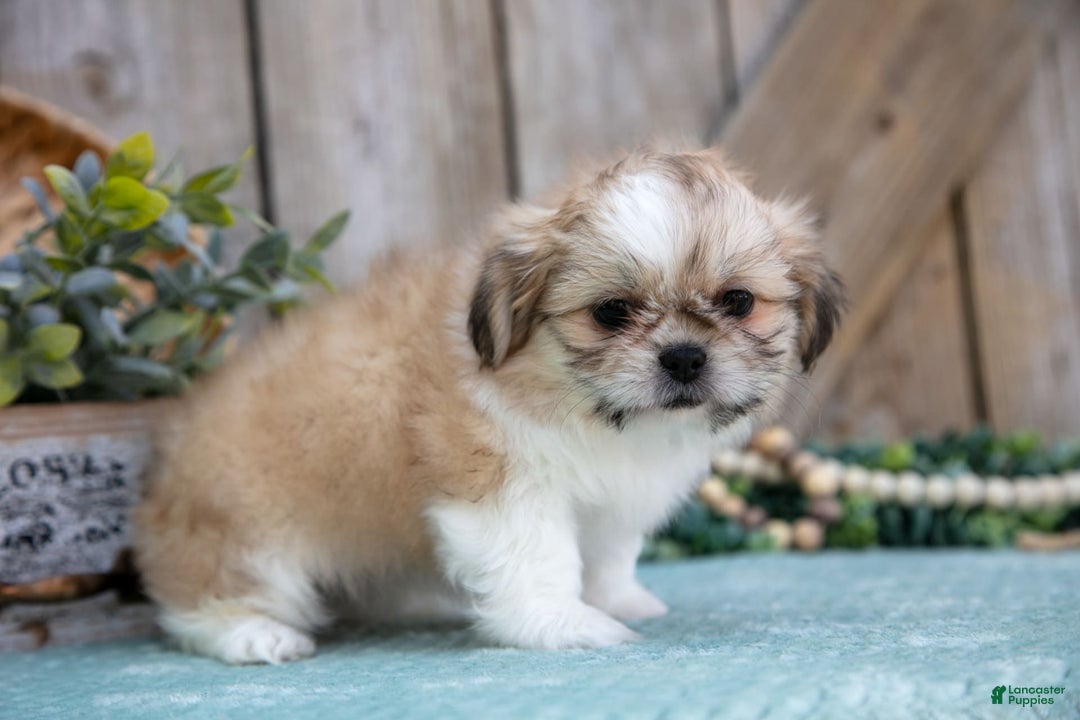 Shih Tzu dogs for sale: Cindy - Ad 2