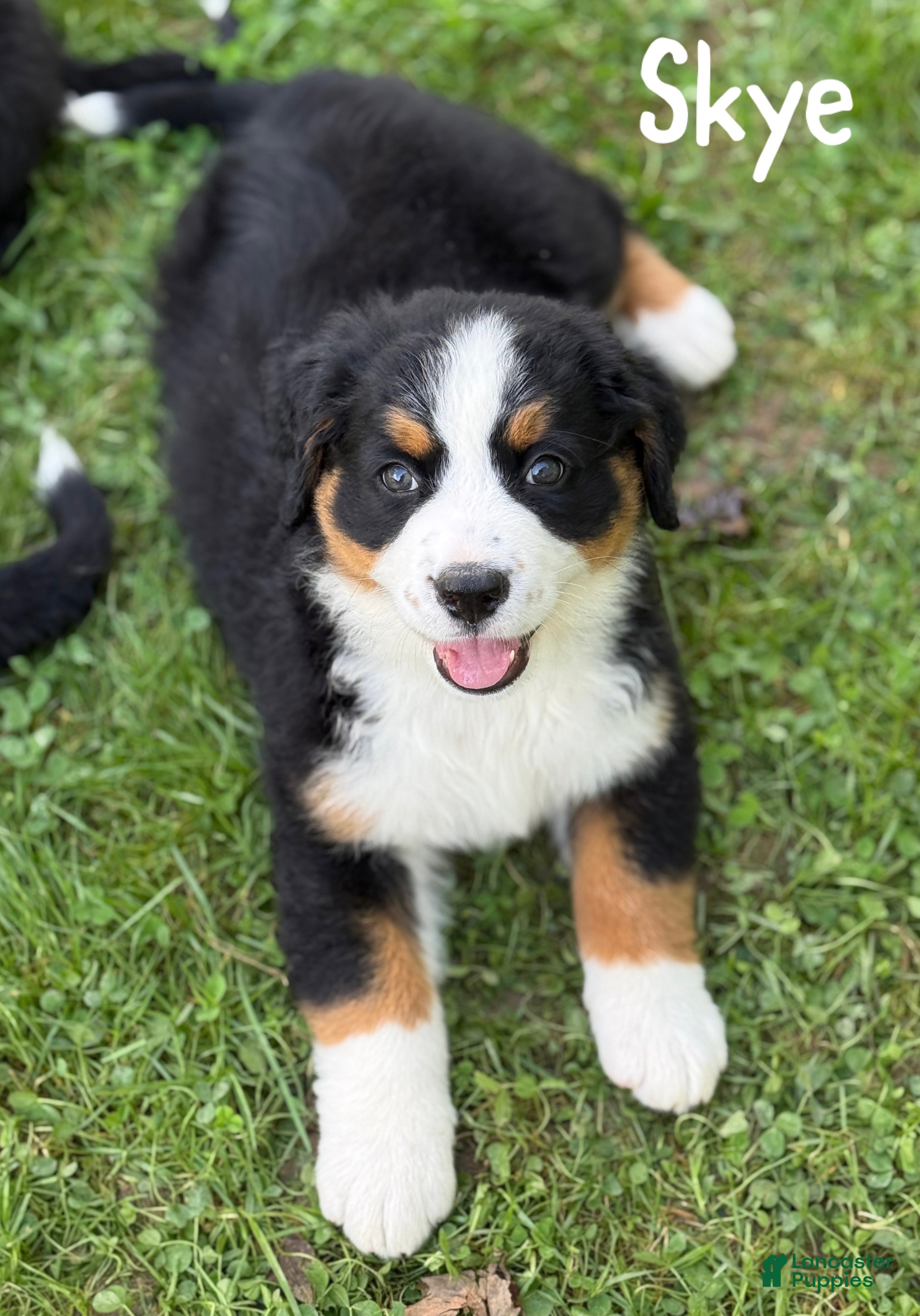 Bernese Mountain Dog dogs for sale: Skye - Ad 1