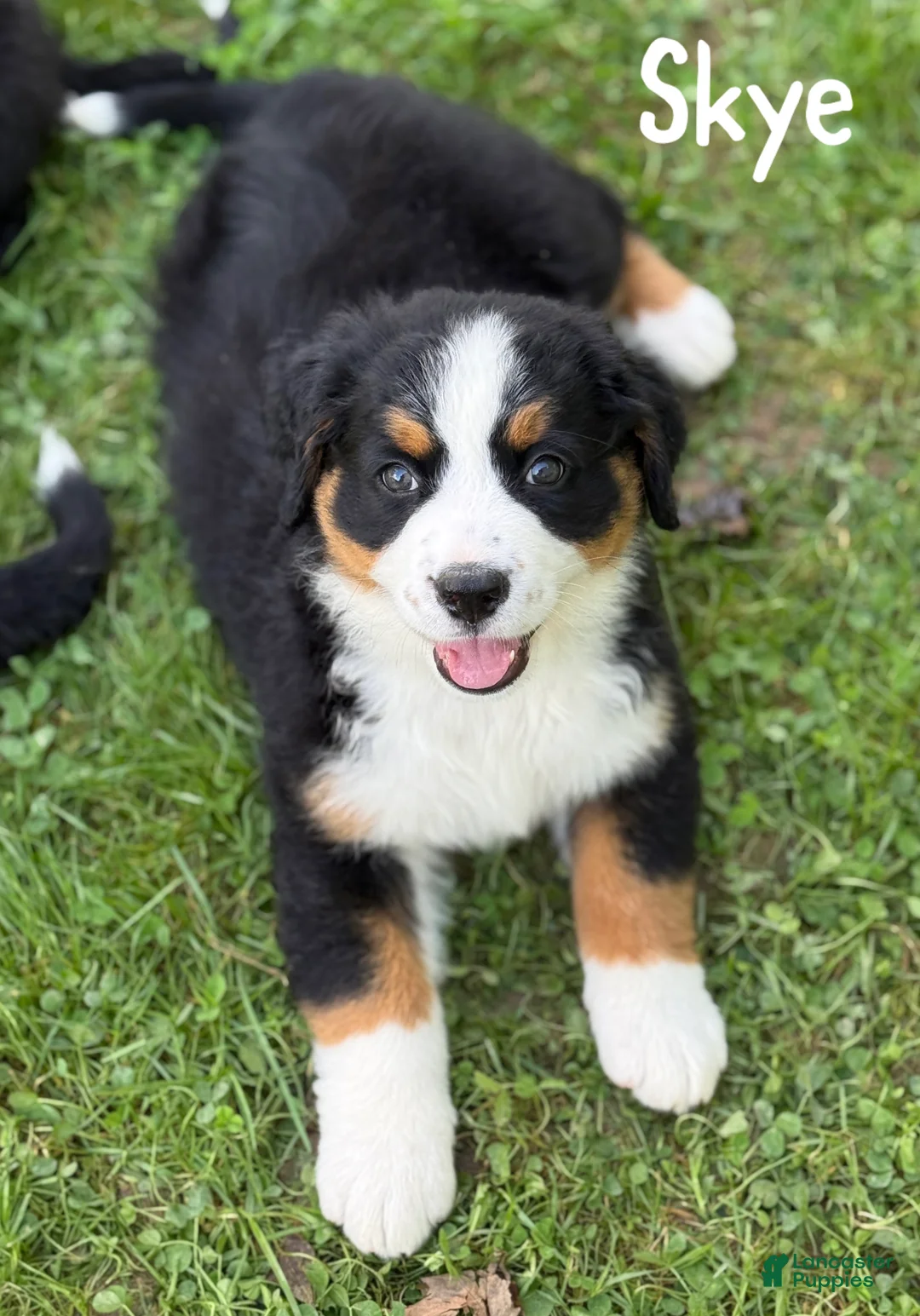 Bernese Mountain Dog dogs for sale: Skye - Ad 1