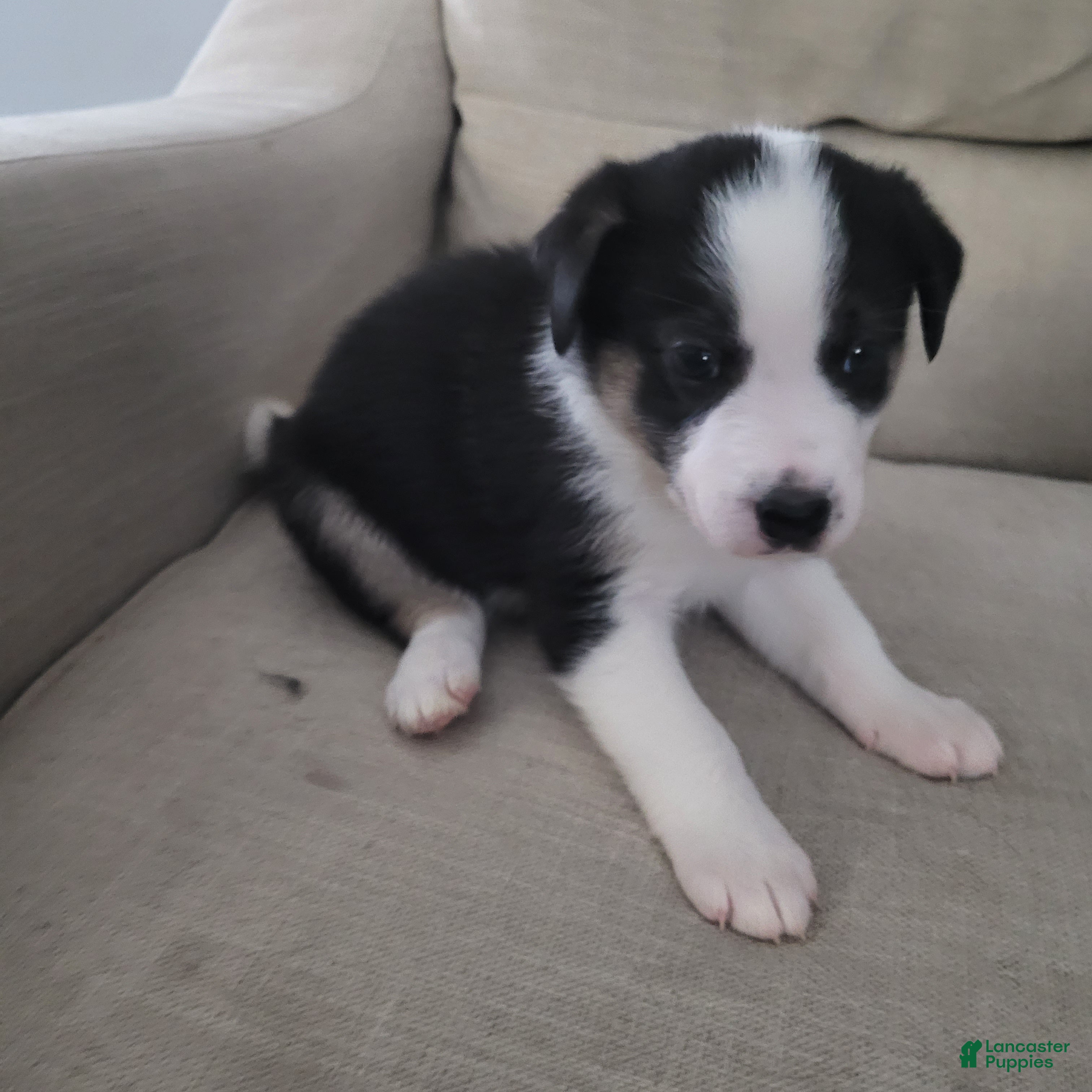 Mixed Breed dogs George - Ad 9