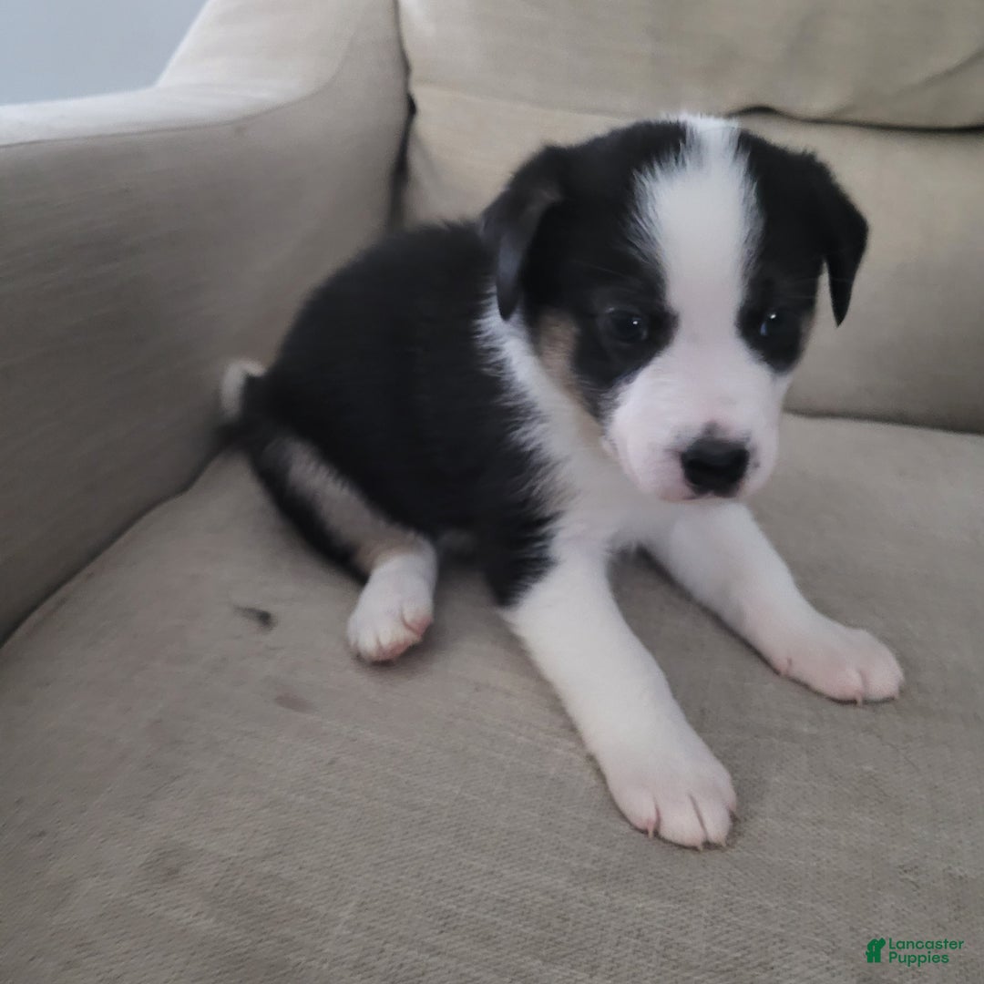 Mixed Breed dogs for sale: George - Ad 1