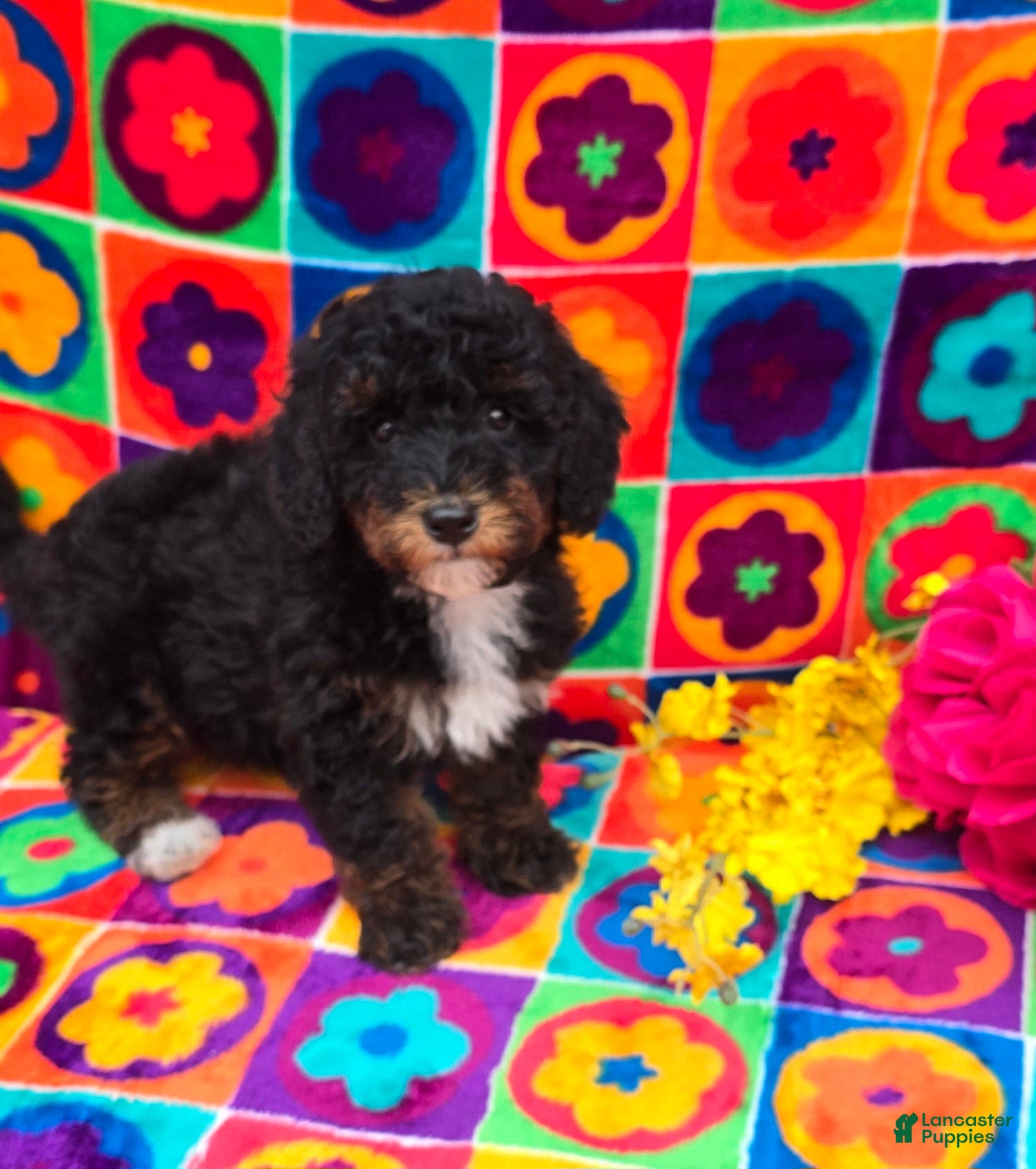 Cavapoo dogs Memo - Ad 10
