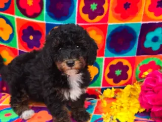 Cavapoo dogs Memo - Ad 22