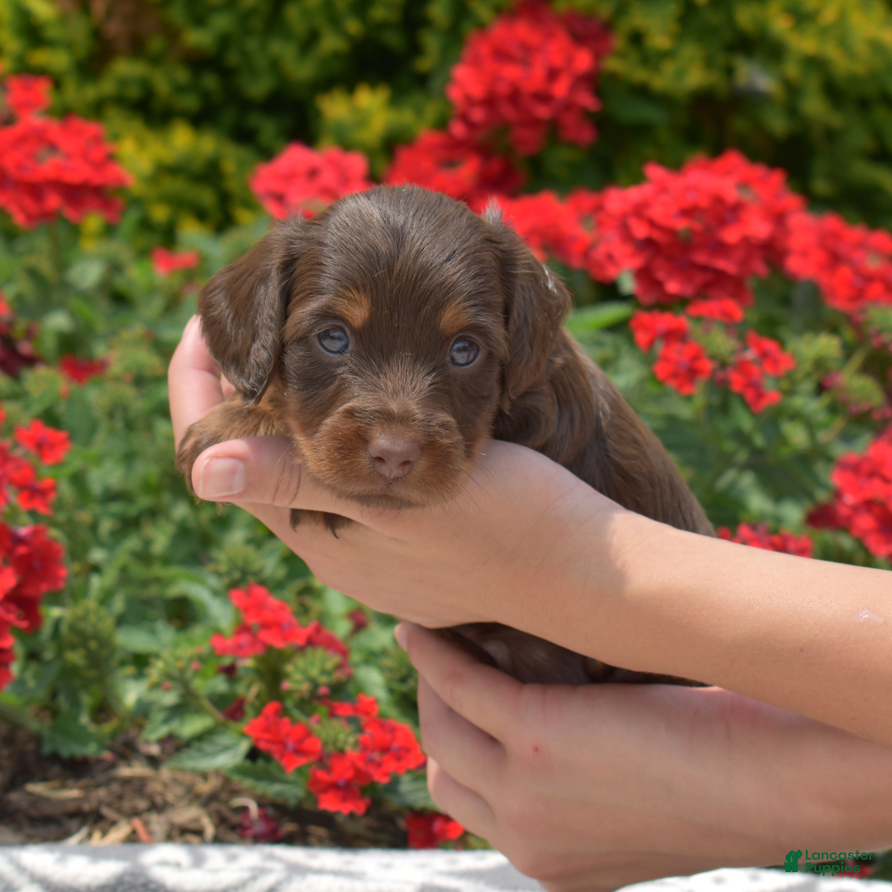 Miniature Dachshund dogs Fiddle  - Ad 2