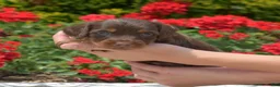 Miniature Dachshund dogs for sale: Fiddle  - Ad 2