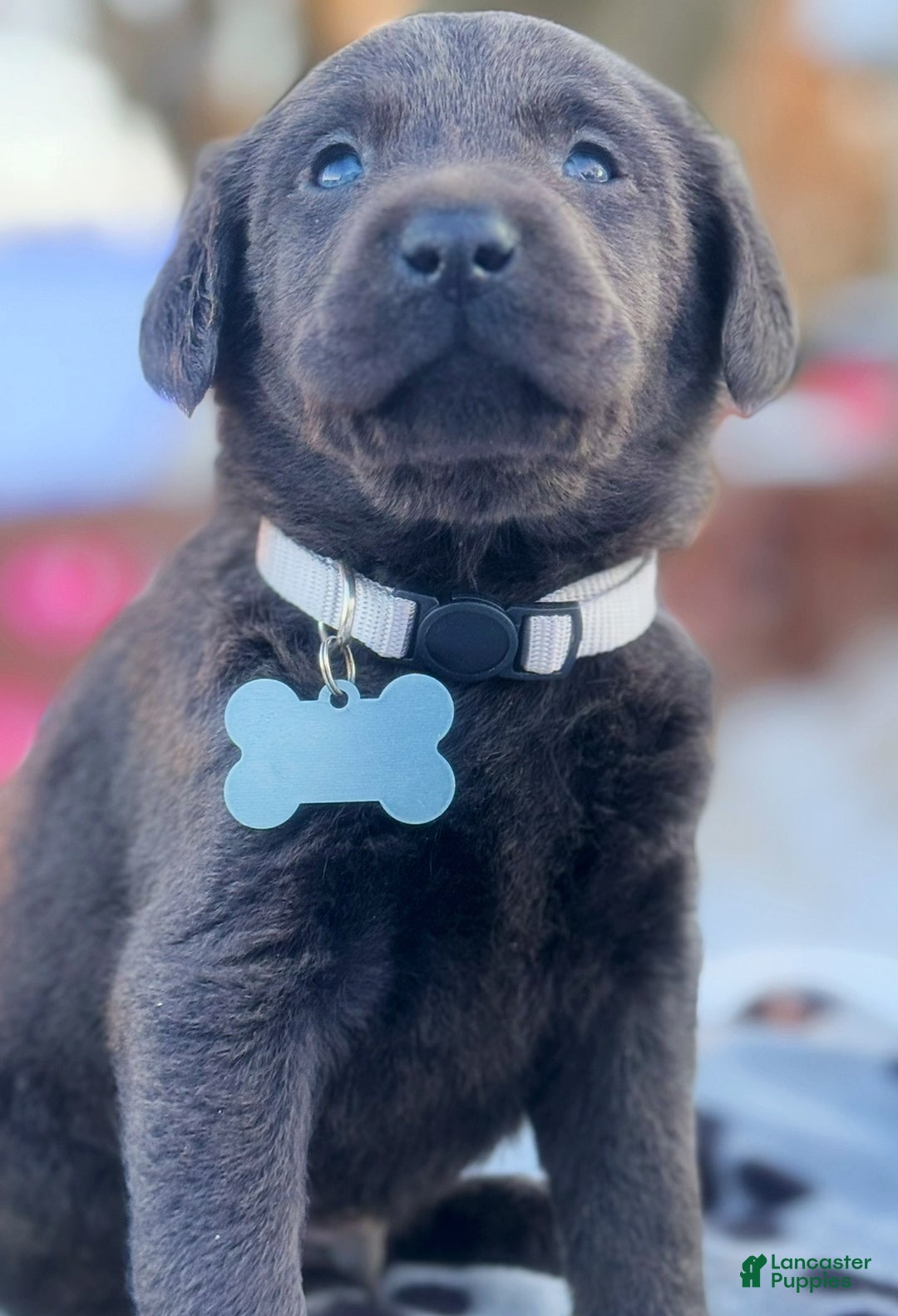 Labrador Retriever dogs for sale: Labrador Retriever Puppy 1 - Ad 12