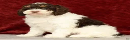 Cavapoo dogs for sale: Winnie - Ad 5