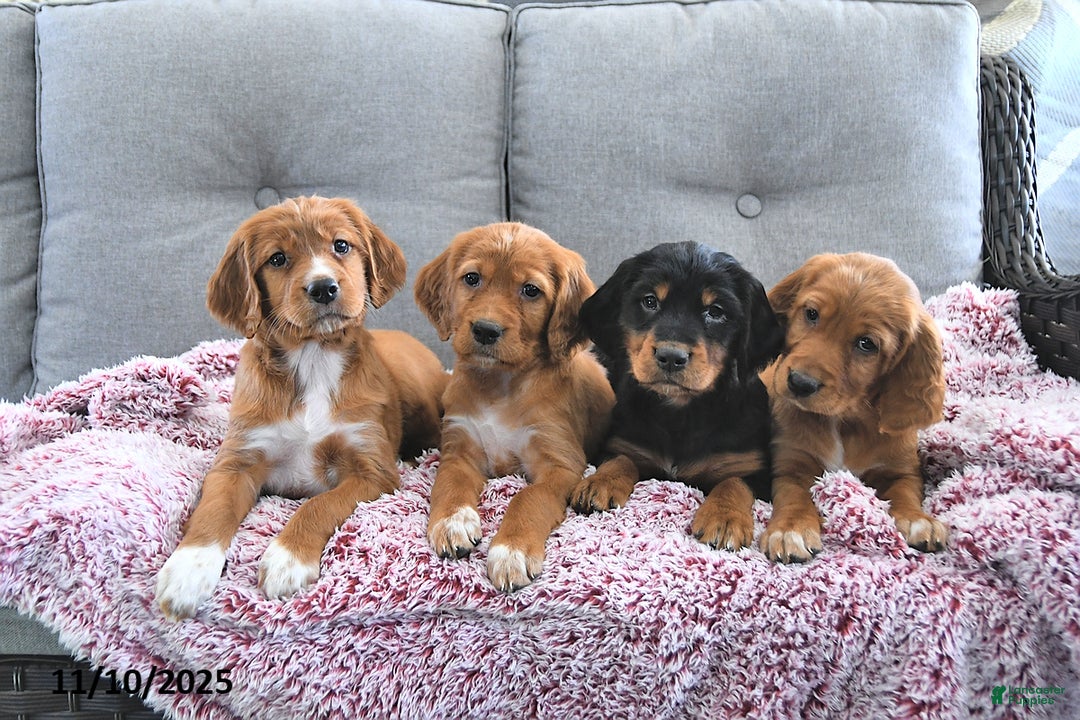 Mixed Breed dogs for sale: Cayenne - Ad 3